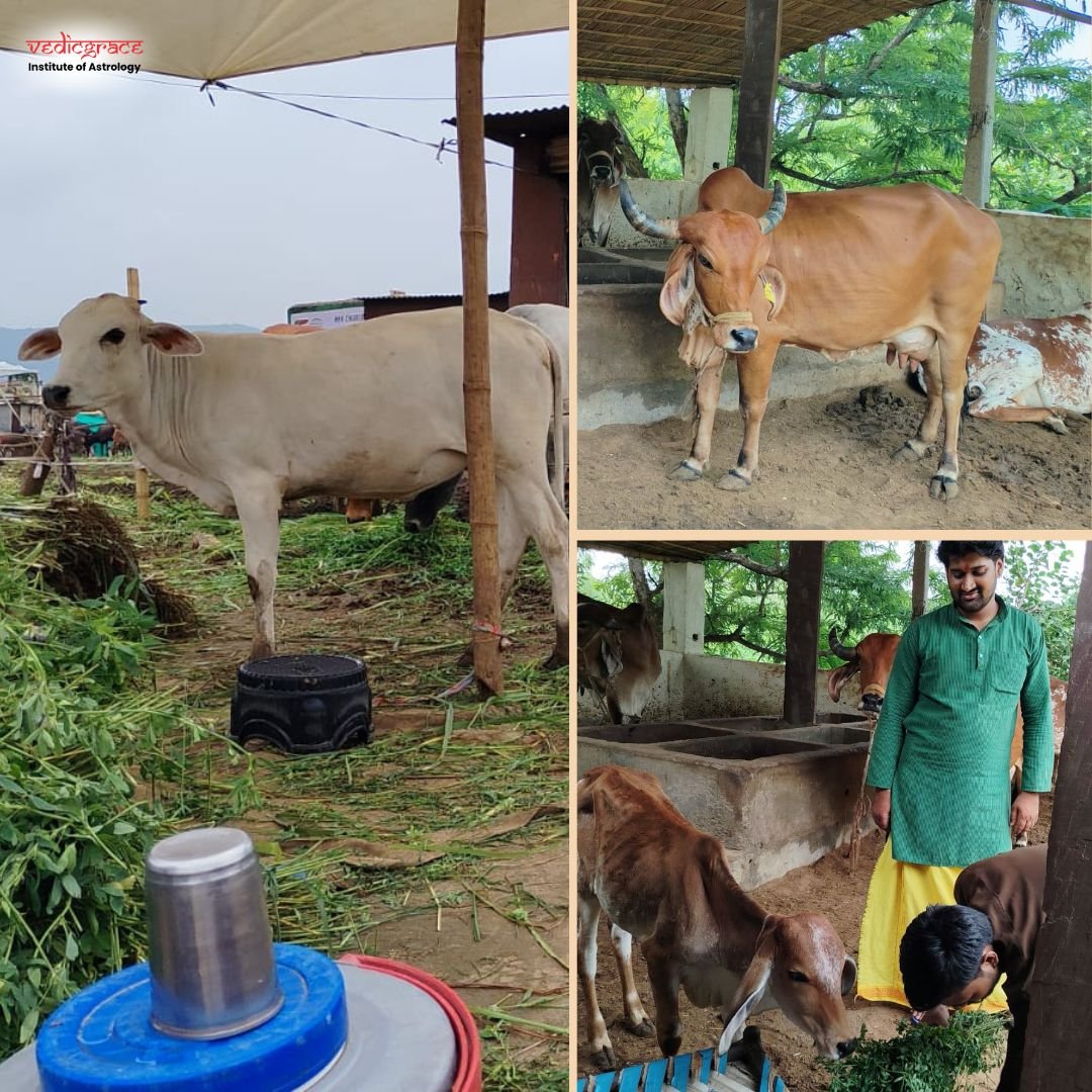 Gau Daan Grass