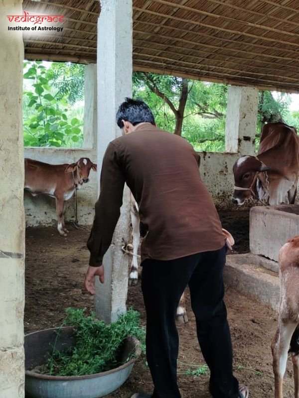 Gau Grass Daan