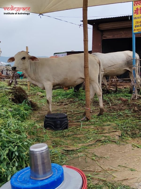 Gau Grass Daan