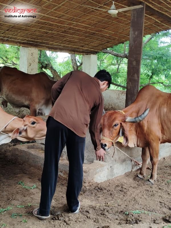 Gau Grass Daan