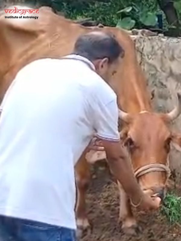 Gau Grass Daan
