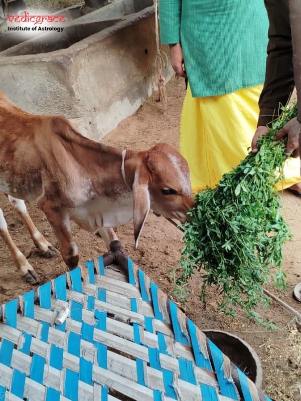 Gau Grass Daan