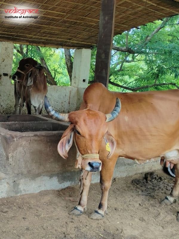 Gau Grass Daan