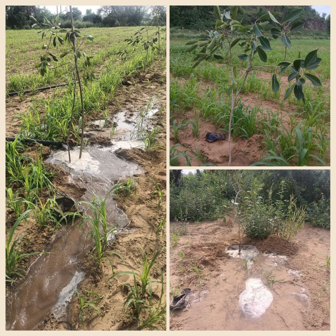 Tree Plantation Cam 2026