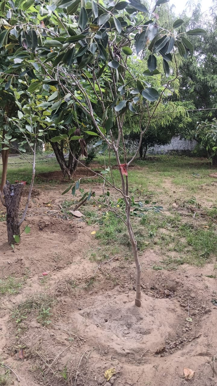 Tree Plantation VG 000111