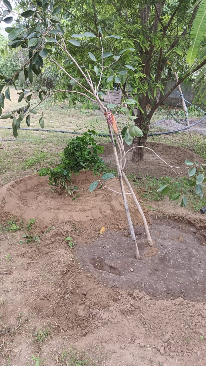 Tree Plantation VG 000112