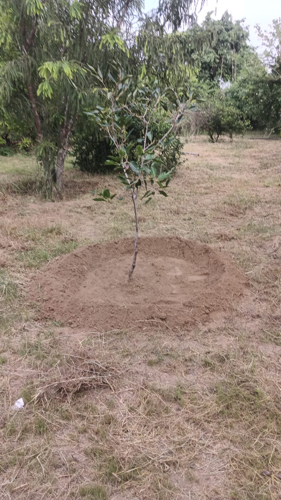 Tree Plantation VG 000113