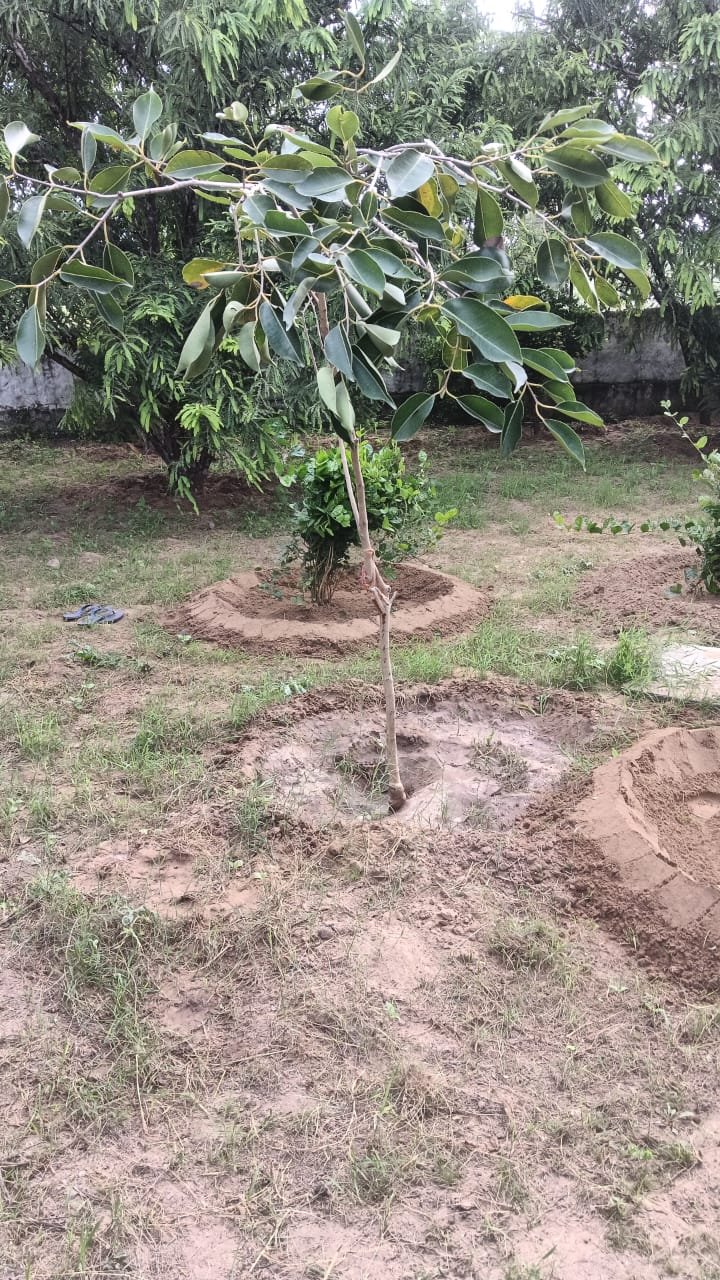 Tree Plantation VG 000114