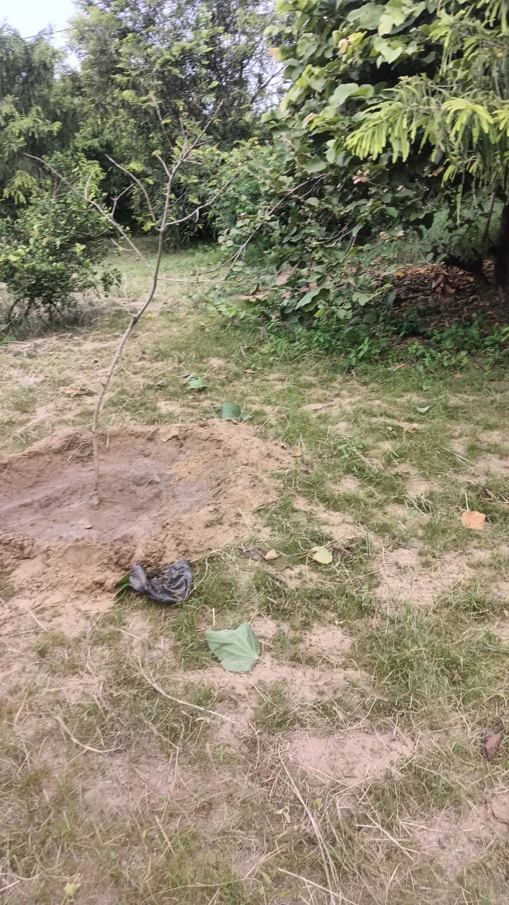 Tree Plantation VG 000115