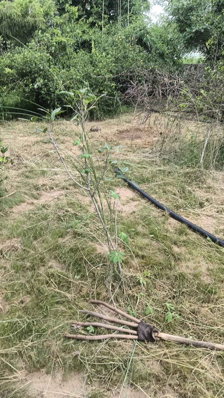 Tree Plantation VG 000116