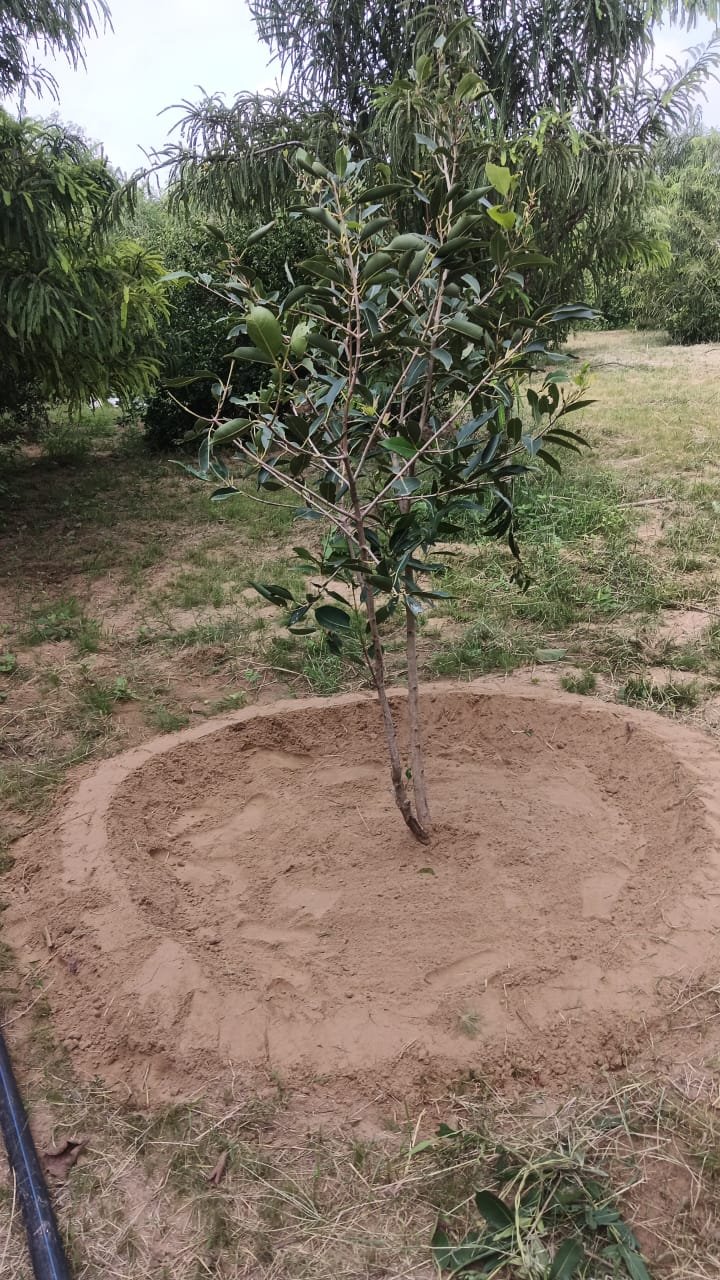 Tree Plantation VG 000117