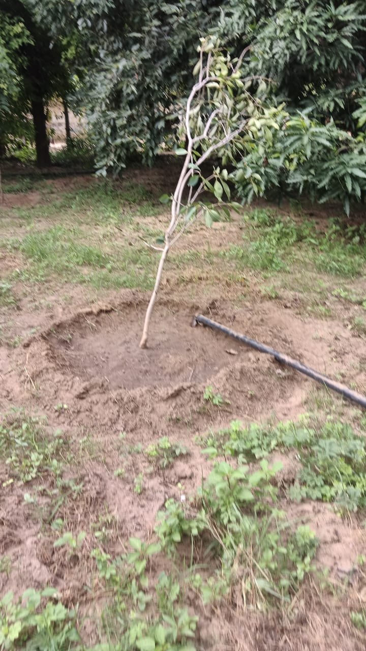 Tree Plantation VG 000118