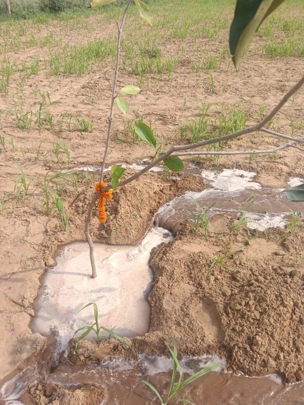 Tree Plantation VGF 001
