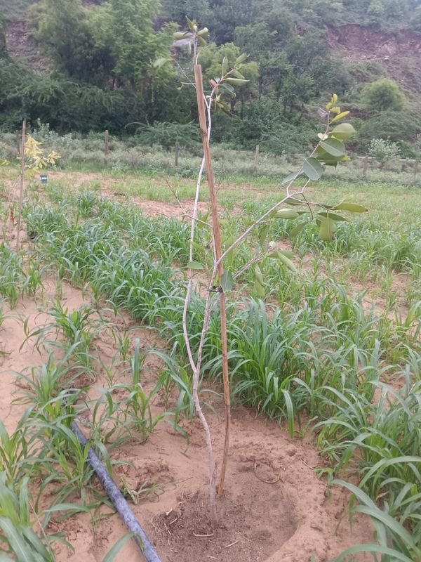 Tree Plantation VGF 0010