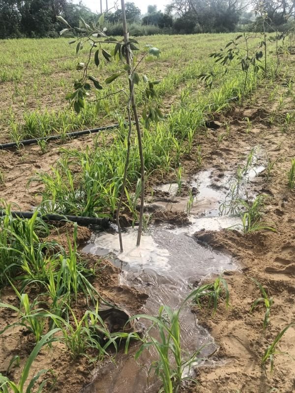 Tree Plantation VGF 0011