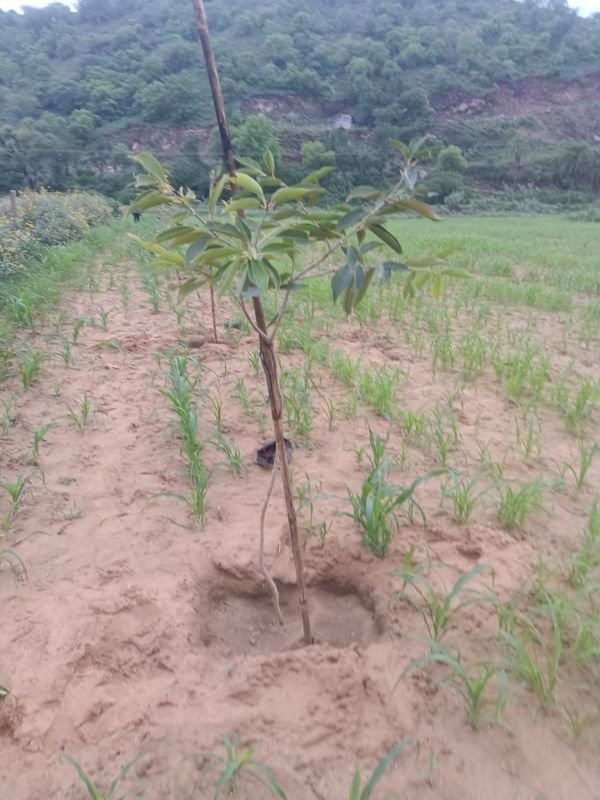 Tree Plantation VGF 0012