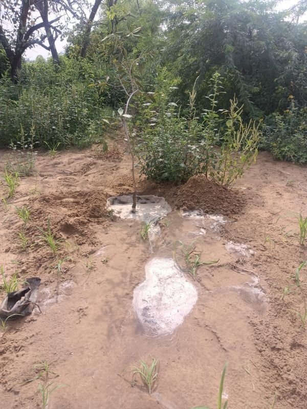 Tree Plantation VGF 002
