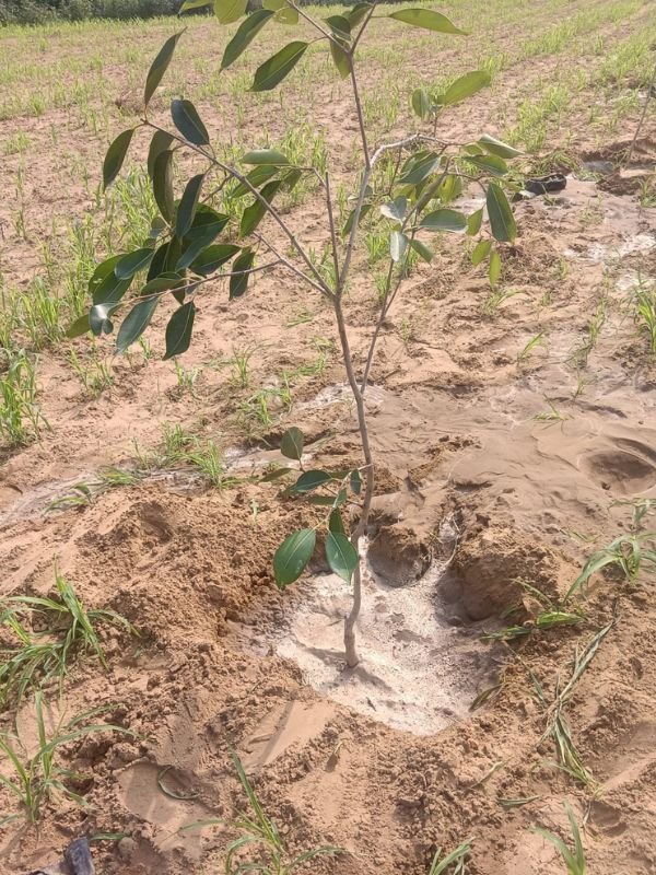 Tree Plantation VGF 003