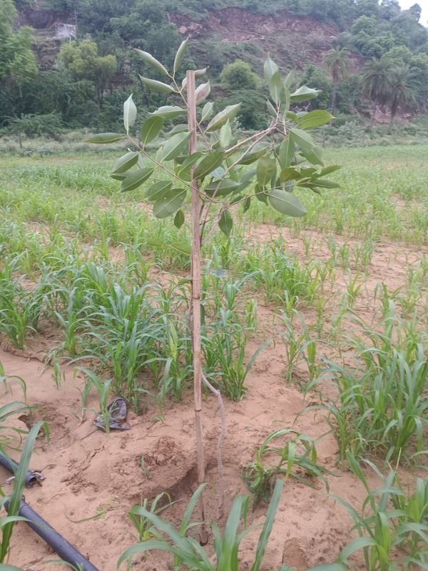 Tree Plantation VGF 004