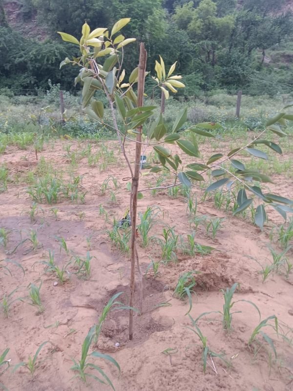 Tree Plantation VGF 005