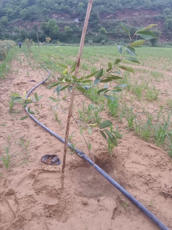 Tree Plantation VGF 006