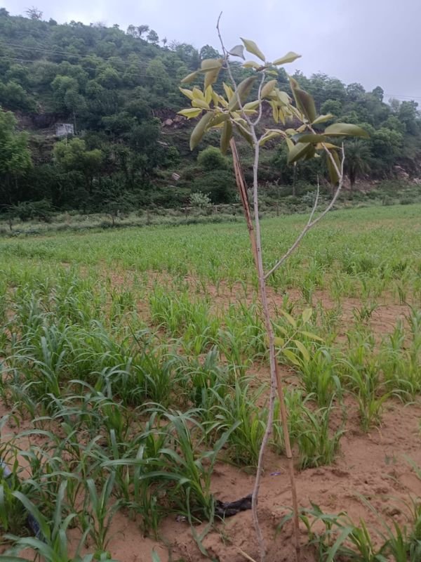 Tree Plantation VGF 007