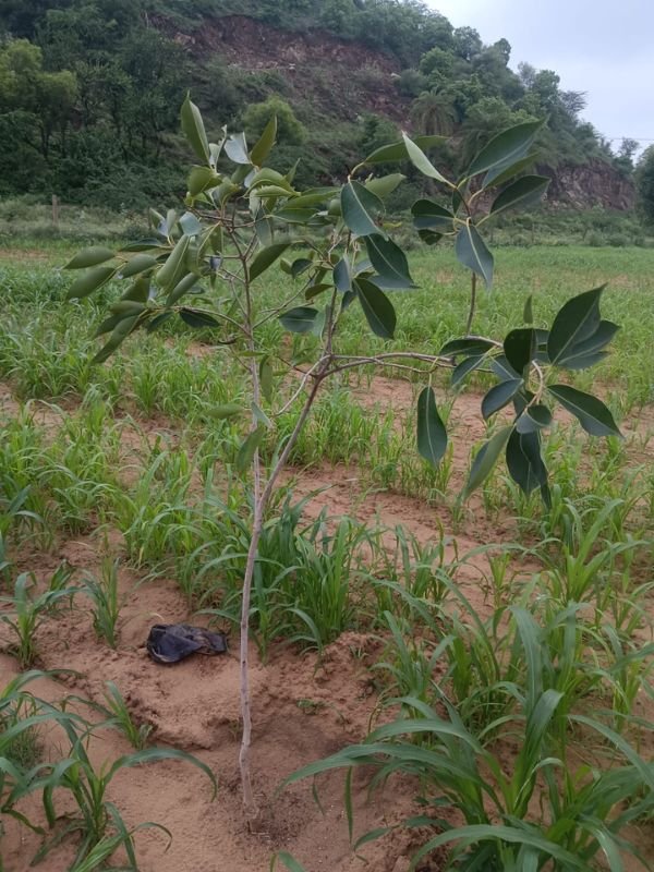 Tree Plantation VGF 008