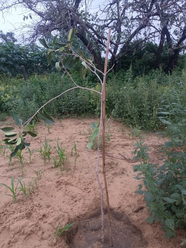 Tree Plantation VGF 009
