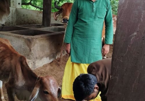 Gau Grass Daan