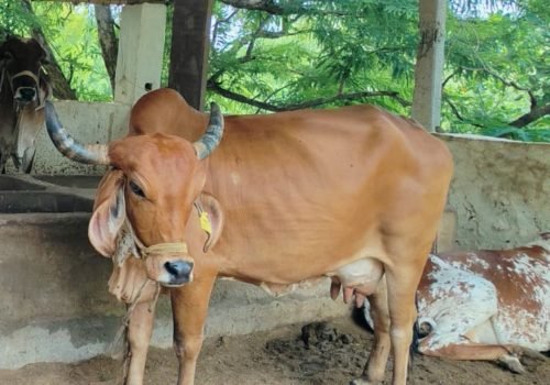 Gau Grass Daan