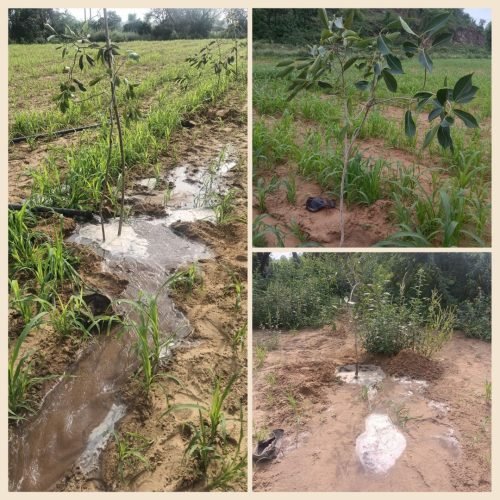Tree Plantation Cam 2026