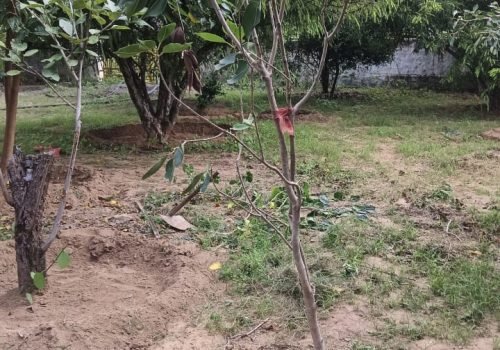 Tree Plantation VG 000111