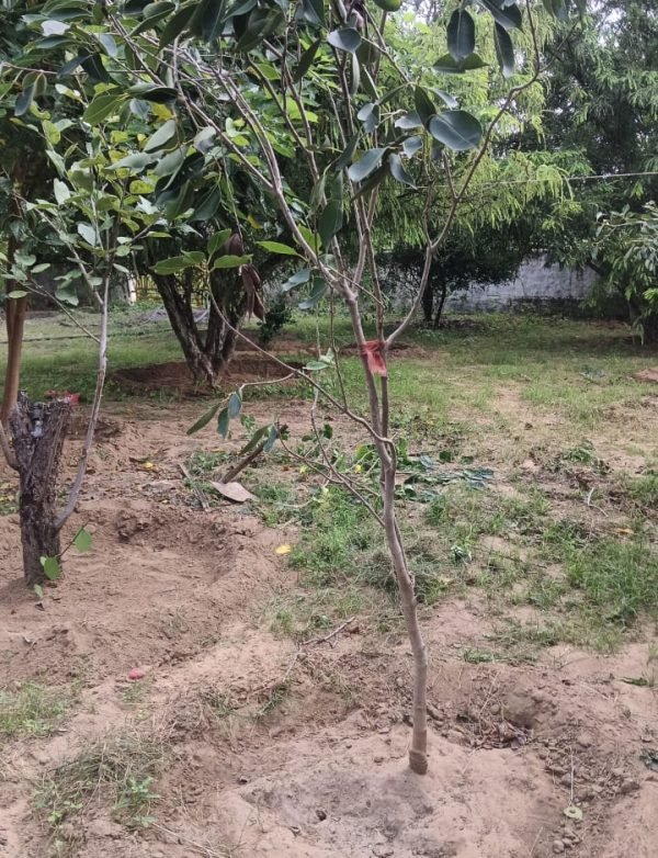 Tree Plantation VG 000111