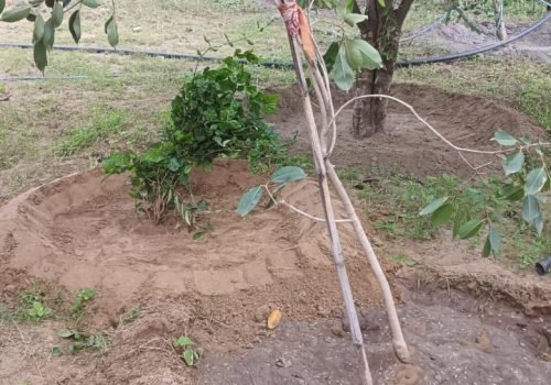 Tree Plantation VG 000112