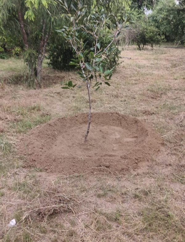 Tree Plantation VG 000113