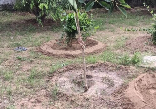 Tree Plantation VG 000114