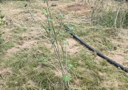 Tree Plantation VG 000116