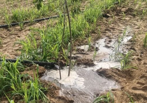 Tree Plantation VGF 0011