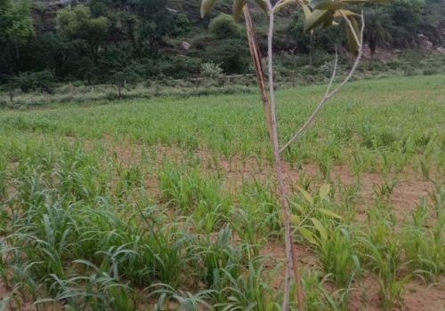 Tree Plantation VGF 0013